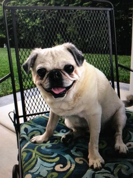 /Images/uploads/PUG NATION RESCUE OF LOS ANGELES/2019pugcalendar/entries/8503thumb.jpg